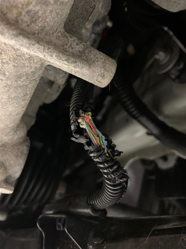 Engine cover insulation chewed away, with nest material and a chewed harness underneath.